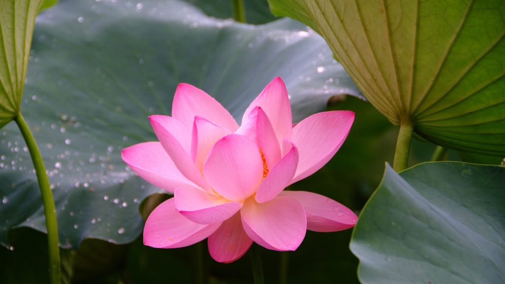 ベトナムの国花 蓮 ハス の意味 どうしてベトナムで蓮の花が愛されるのか ベトlovelog